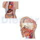 Torso Manikin Human Asexual Torso 16 Parts 